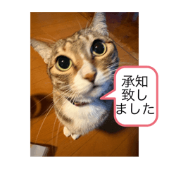 TORA syo