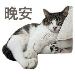Nagi Daily