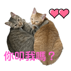 Q糖日常