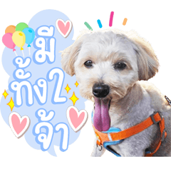 How naughty little dog Kiki is