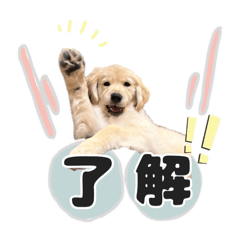 ゴールデンレトリバーのあられちゃん