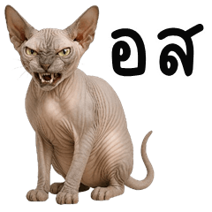 Funny Sphynx Cat (THAI)