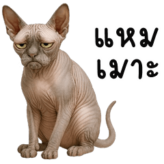 Funny Sphynx Cat (Kum-muang)