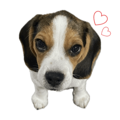 gaufre is beagle !