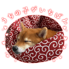 saku_san