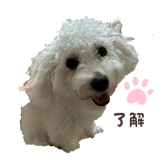 koko_20250719085718