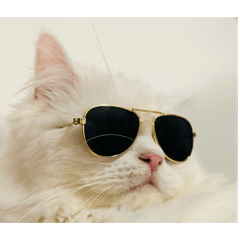 pochi_20250719085453