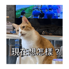 U仔跟D仔
