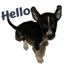 我家寶貝說話了