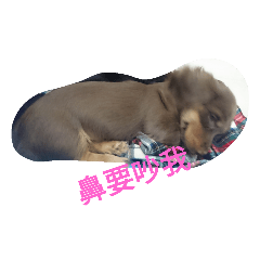 happy doog