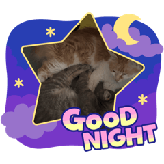 TOMAS_20250719082527