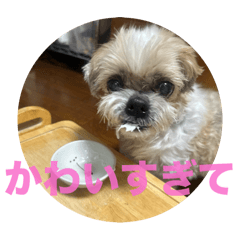 你好marimo