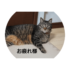 torasakutii