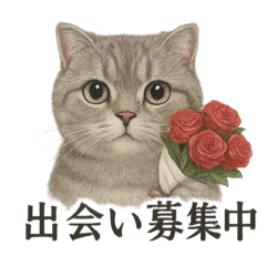 【婚活】恋するスコティッシュホールド猫