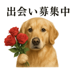 【婚活】恋するゴールデンレトリバー