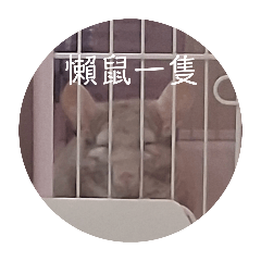 金萱波波