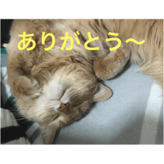 cocoa(cat)3