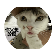 凱蒂篇