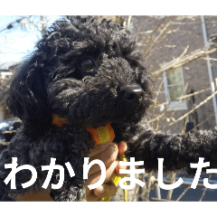 kinako_20250719102555