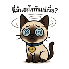 NewNew Cat