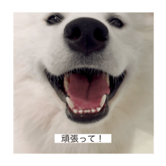 choco_20250719174947