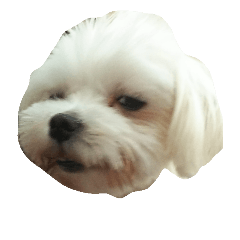boy stump
