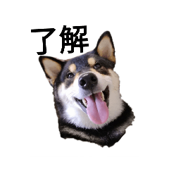 柴犬　フェル　毎日笑顔　黒柴　可愛い　2