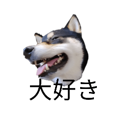 柴犬　毎日デカ文字　黒柴　可愛いフェル4