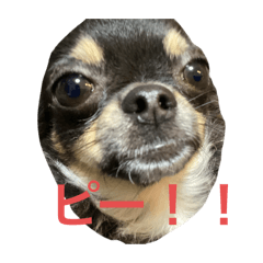 P-tyan_20250719123036