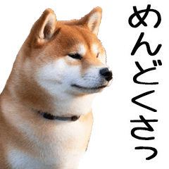 やる気がない☆柴犬