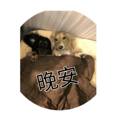 QQ狗1