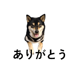 柴犬　毎日デカ文字　黒柴　フェル可愛い5