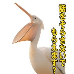 Nice Animal Book (With a Snarky Pelican)