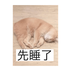 六六小貓的日常（改版）