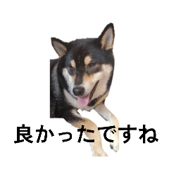 柴犬　デカ文字毎日　フェル　黒柴　可愛9