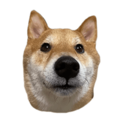 ARISA_20250717224703