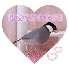 Ringo_20250719131805