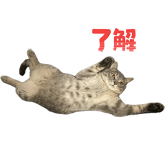 tomo_20250719151234