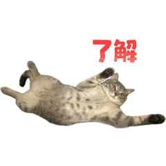 tomo_20250719152147