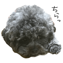 fluffy dog Leon