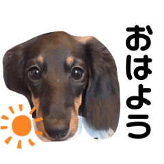 coco stamp 212