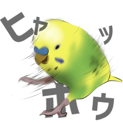 Everyday Use for Budgerigars: Part 3