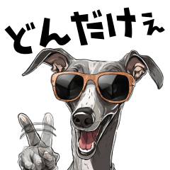 Rock and flamboyant Italian Greyhound