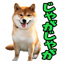 宮崎弁☆柴犬