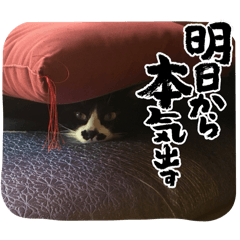 shige_20250719222424