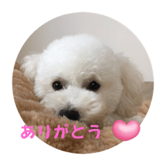 日常スタンプ【犬40】☘️