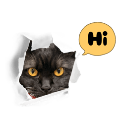 黑貓寶寶の日常