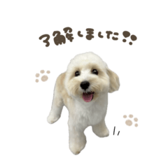 uchinoko_honpo._20250719095612