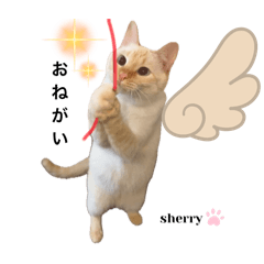 sherry's stamp / daily