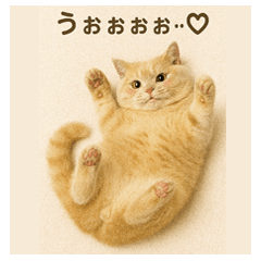 Cream Cat Stickers